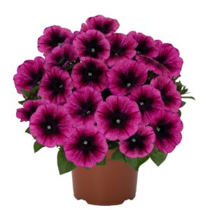 Petunia Sweetunia Purple Gem "12"