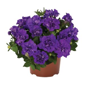 Petunia Origami Marine "12"