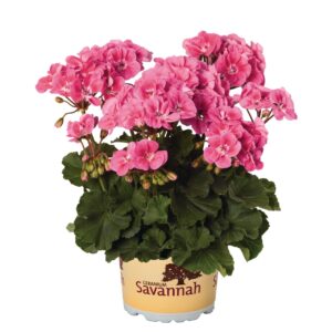 Álló Muskátli Rózsaszín - Pel.z. Savannah Pink Sizzle "12"