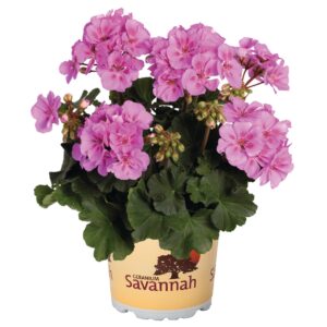 Álló Muskátli - Pel.z. Savannah Lav. Splash "12"