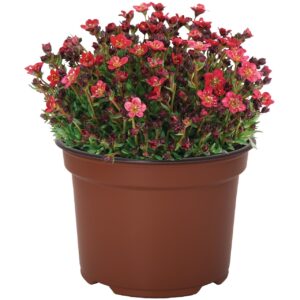 Kőtörőfű - Saxifraga Red "12" 0,7L