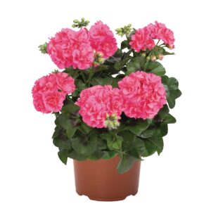 Félfutó Muskátli Rózsaszín - Pel.p. Atlantic Pink "12"