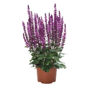 Ligeti Zsálya - Salvia nemorosa Midnight Rose	"17"