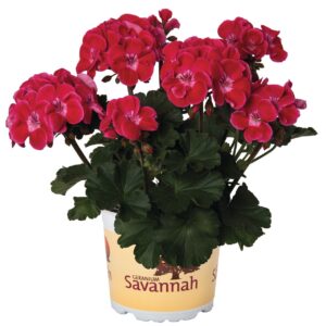Álló Muskátli - Pel.z. Savannah Tex Mex Ruby "12"
