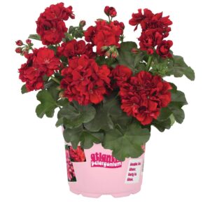 Félfutó Muskátli - Pel.p. Atlantic Dark Red "12"