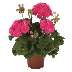 Álló Muskátli Rózsavirágú - Pel.z. Surv.Id. Rosalinda "12"