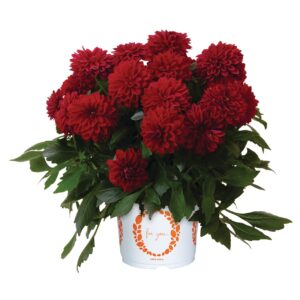 Dália -Dahlia Novation Red "12"