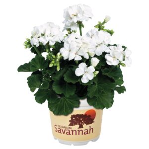 Álló Muskátli Fehér - Pel.z. Savannah White "12"