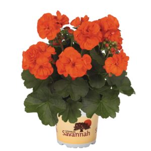 Álló Muskátli Narancssárga - Pel.z. Savannah Oh so Orange "12"