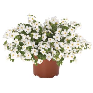 Bakopa Fehér - Bacopa Bahia White "12"