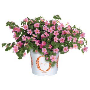 Bakopa Rózsaszín - Bacopa Bahia Pink "12"