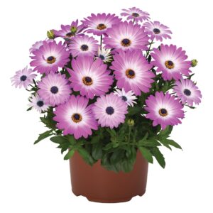 Cseppecske Rózsaszín - Osteo. Margarita Pink Flare"12"