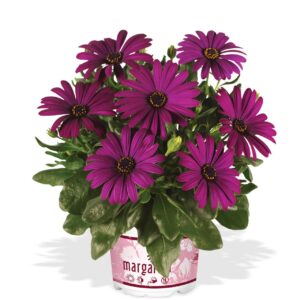 Cseppecske Lila - Osteo. Margarita Cool Purple "12"