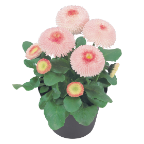 Százszorszép - Bellis Tasso Strawberry & Cream "12"