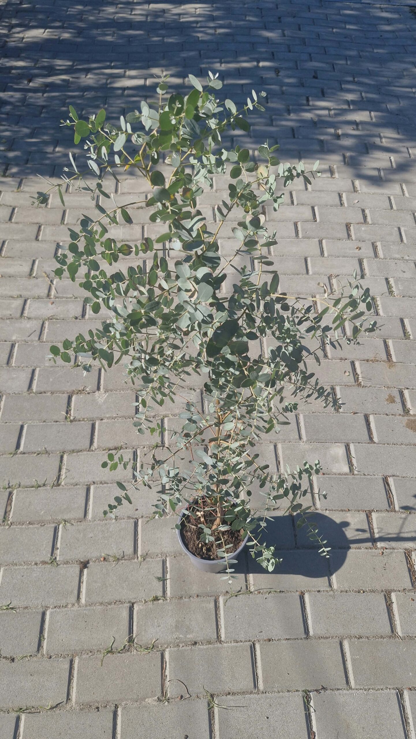 Eucalyptus gunnii 'Silver Tropfen' 100-120 cm "17" - Image 2