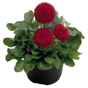 Százszorszép - Bellis Tasso Red "12"