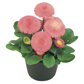 Százszorszép - Bellis Tasso Pink "12"