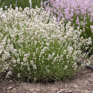 Fehér Levendula - Lavandula Angustifolia Artic Snow "12"