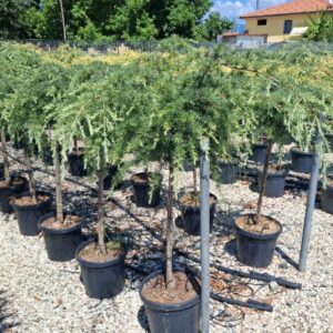Himalájai Cédrus Csüngő-Cedrus Deodara Pendula Törzses "20L"