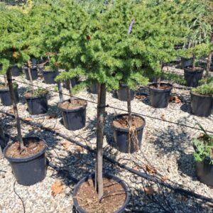 Libanoni Cédrus-Cedrus Libani Törzses "9"