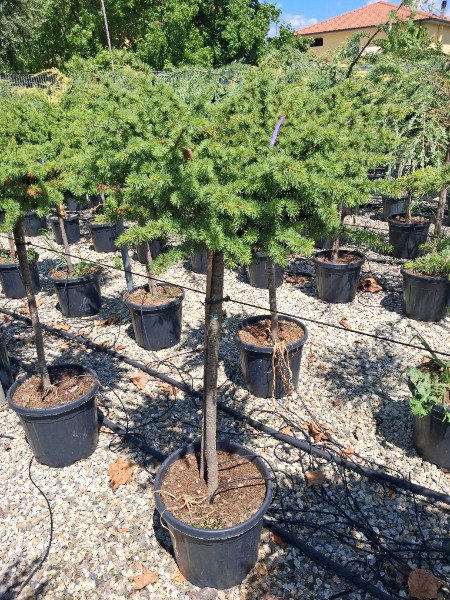 Libanoni Cédrus-Cedrus Libani Törzses "9"
