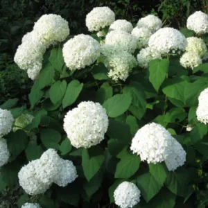 Hortenzia Annabell - Hydrangea Paniculata Annabel "14"