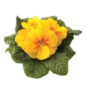 Primula - Rambo Mid Yellow Gold "12"