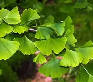 Ginko Biloba - "60-80 cm" "5L"