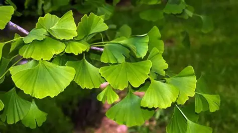 Ginko Biloba - "60-80 cm" "5L"
