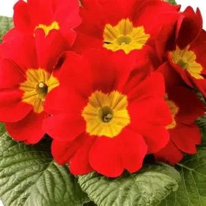 Primula - Rambo Mid Scarlet  "12"