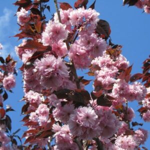 Japán Díszcseresznye Bordó levelű - Prunus serrulata "Royal Burgundy" "5L"