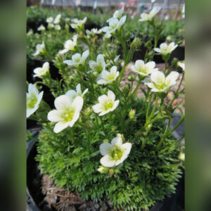 Kőtörőfű - Saxifraga White "12" 0,7L
