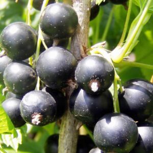 Fekete Ribizli-Konténeres Aranka Ribizli