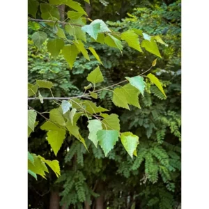 Közönséges Nyírfa - Betula Pendula 150-180 cm "5L"