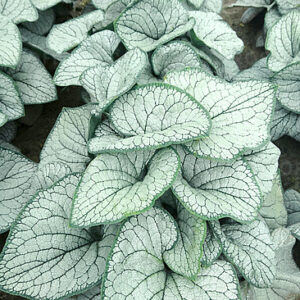 Kaukázusi Nefelejts - Brunnera macrophylla Silver Heart "15"