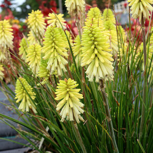 Fáklyaliliom Lime - Kniphofia hybrida - Poco™ Citron '15'