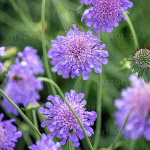 Ördögszem - Scabiosa columbaria Butterfly Blue "15" 1L