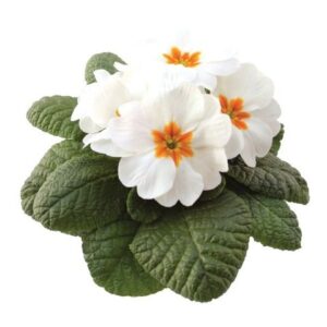 Primula - Rambo Mid White "12"