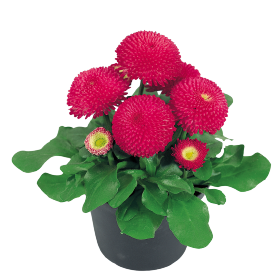 Százszorszép - Bellis Tasso Rose "12"