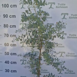 Eucalyptus gunnii 'Silver Tropfen' 100-120 cm "17"