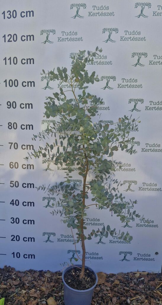 Eucalyptus gunnii 'Silver Tropfen' 100-120 cm "17"