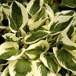 Hosta Patriot -Árnyéklilion Patriot "15"