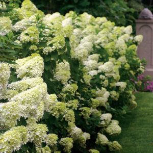 Hortenzia Limelight - Hydrangea Paniculata Limelight "14"