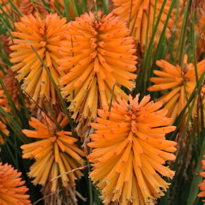 Fáklyaliliom Narancssárga - Kniphofia hybrida - Poco™ Orange '15'