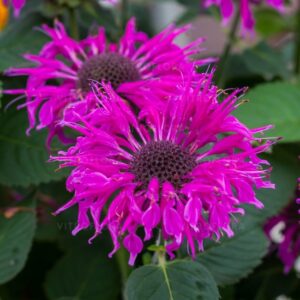 Méhbalzsam Lila -
Monarda hybrida Bee-Free "17"