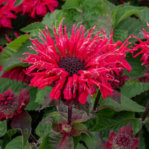 Méhbalzsam Piros -
Monarda hybrida Bee-Happy "17"
