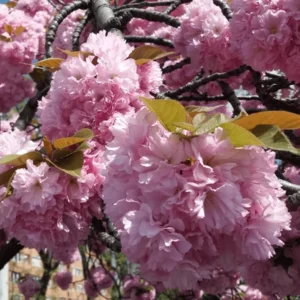 Japán Díszcseresznye - Prunus serrulata "Kanzan" "5L"