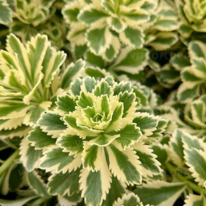 Alpesi Varjúháj - Sedum "Atlantis" "10,5" 0,5L