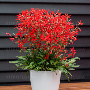 Silene virginiaca Burning Heart - Mécsvirág "15"