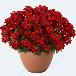 Nemesia Nesia Hot Red "12"
